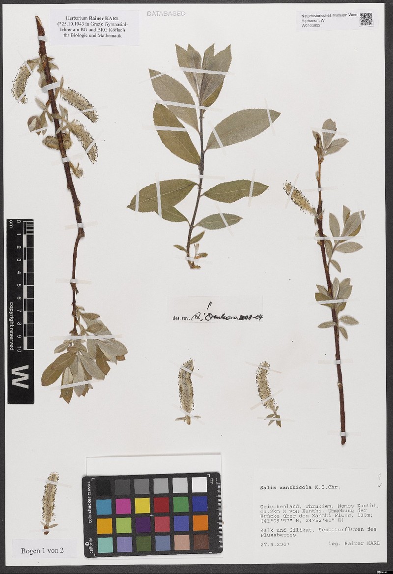 Salix xanthicola photo 3