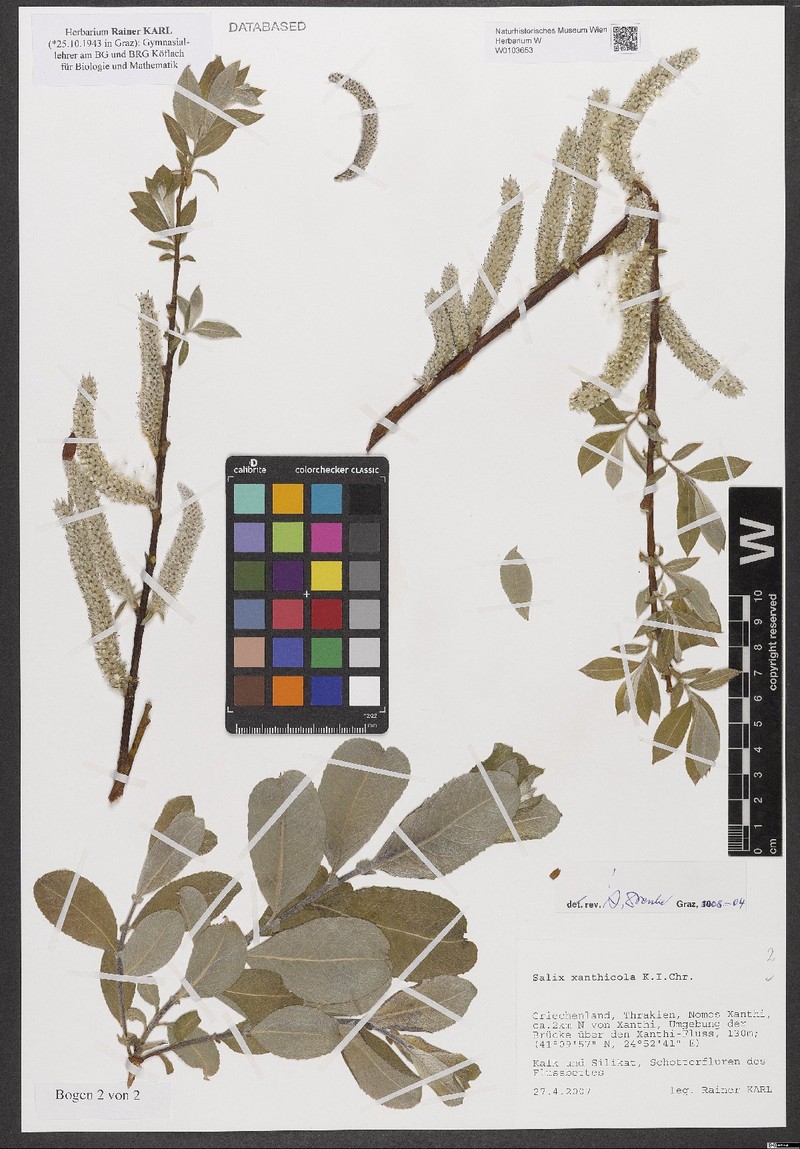 Salix xanthicola photo 4