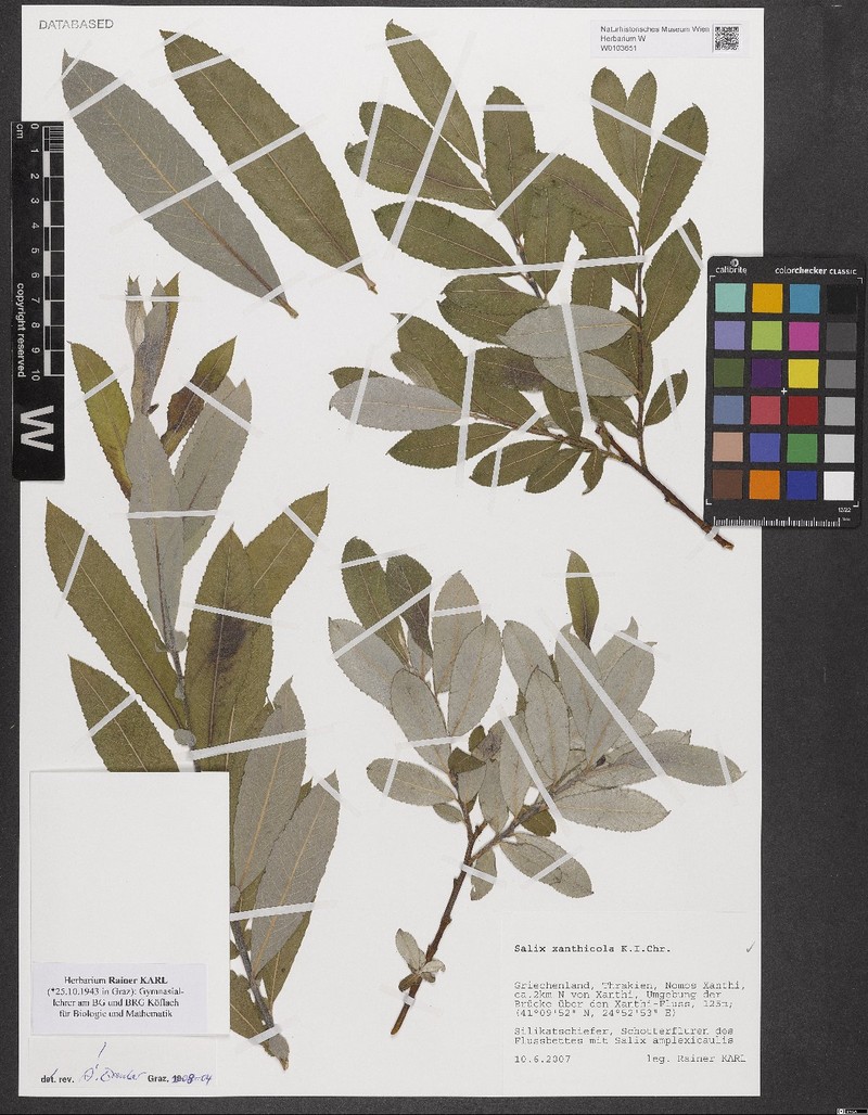 Salix xanthicola photo 5