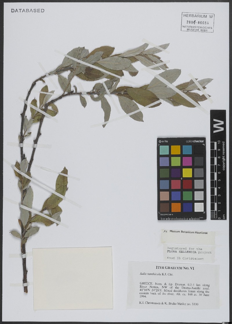 Salix xanthicola photo 6