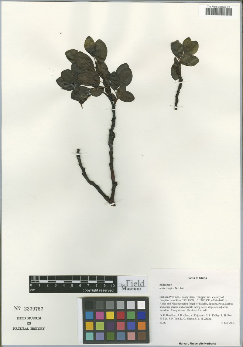 Salix zangica