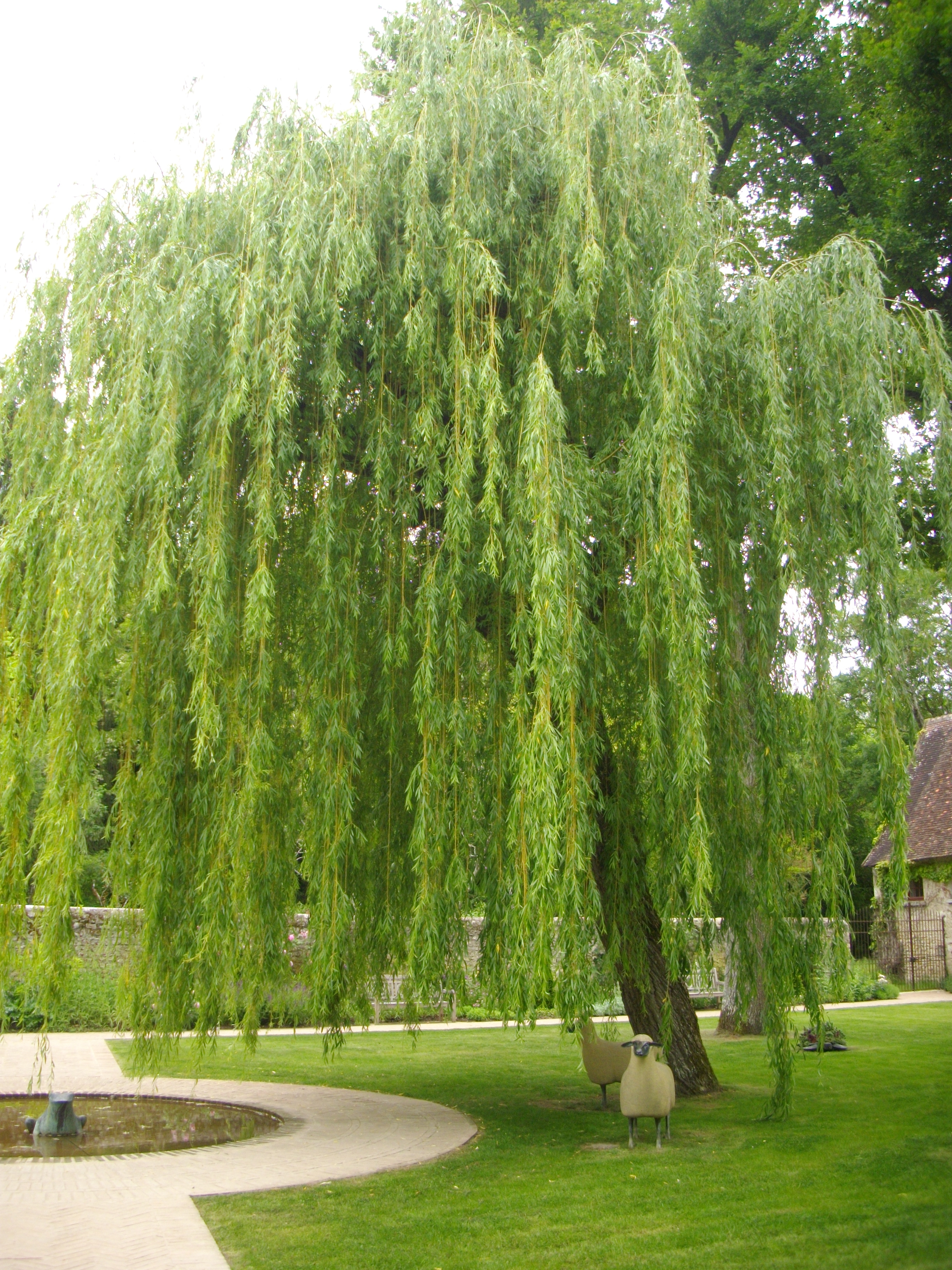 Wisconsin Weeping Willow
