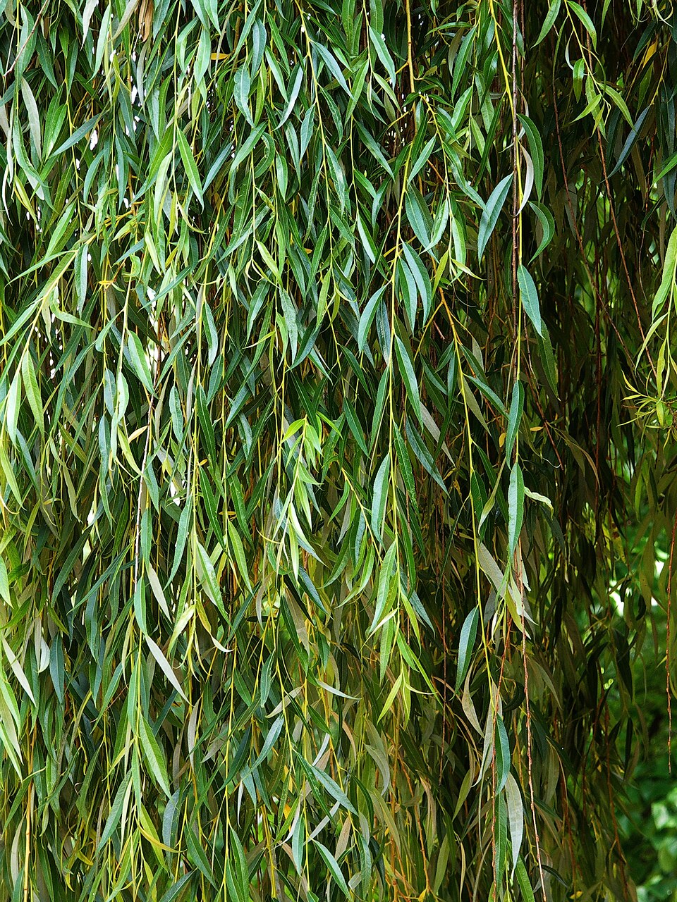 Wisconsin Weeping Willow photo 4