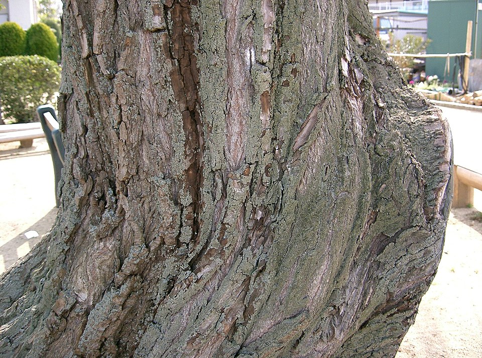 Wisconsin Weeping Willow photo 5