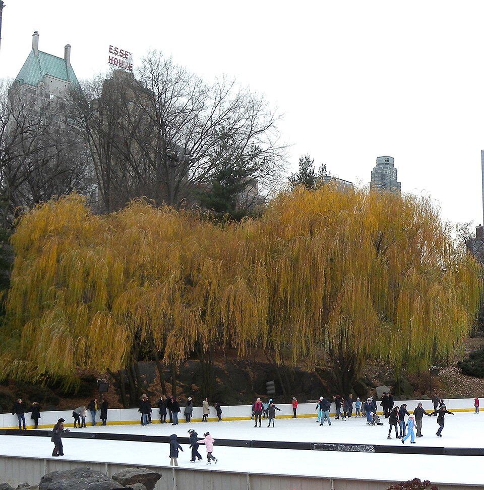 Wisconsin Weeping Willow photo 8