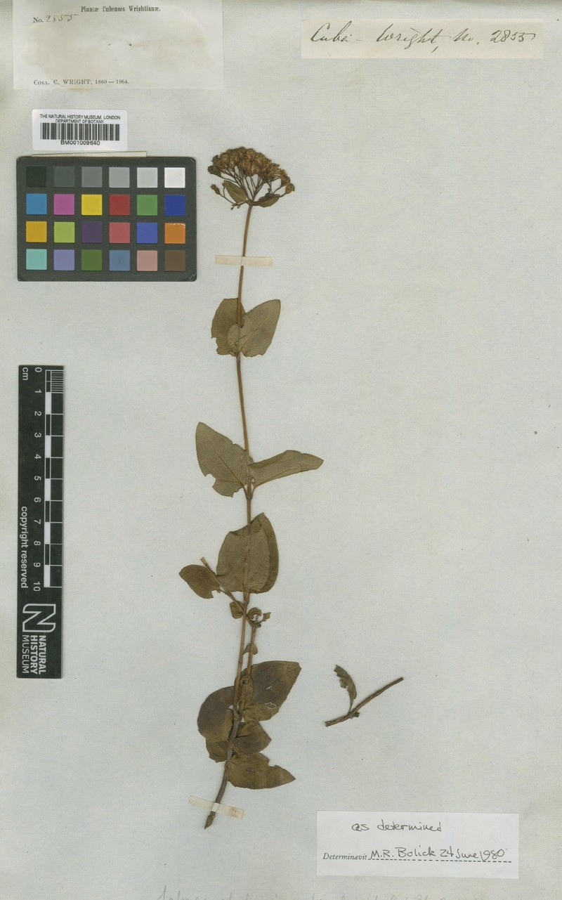 Salmea glaberrima