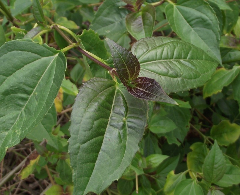 Salmea oligocephala