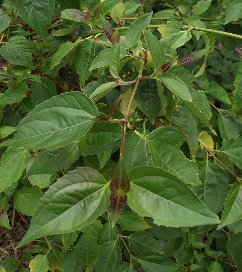 Salmea oligocephala photo 3