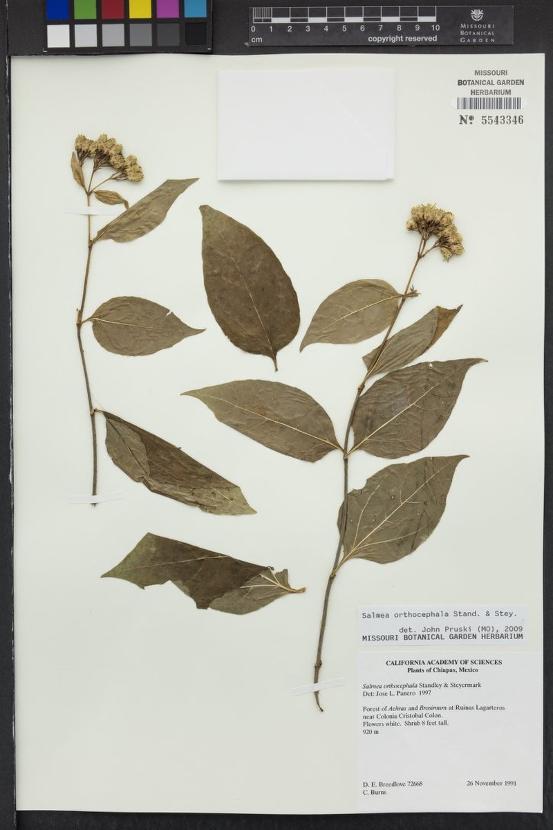 Salmea orthocephala photo 2