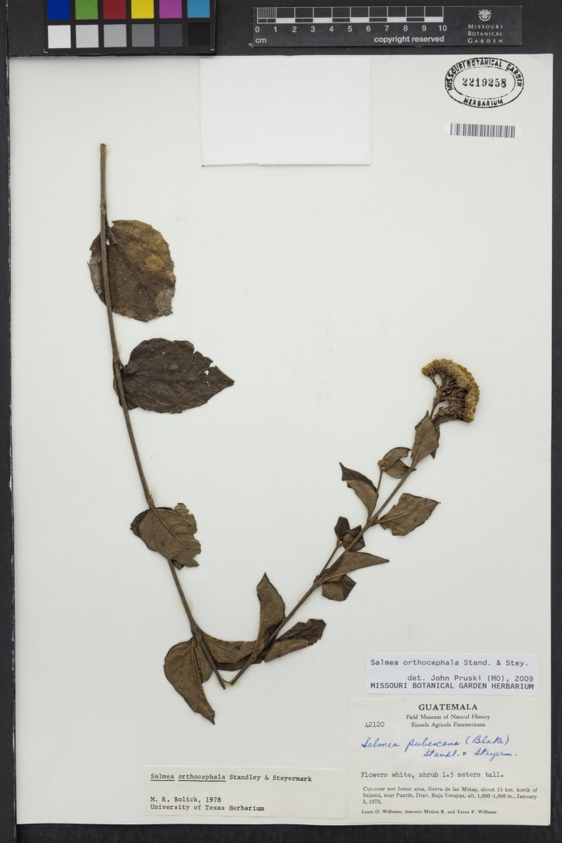 Salmea orthocephala photo 3