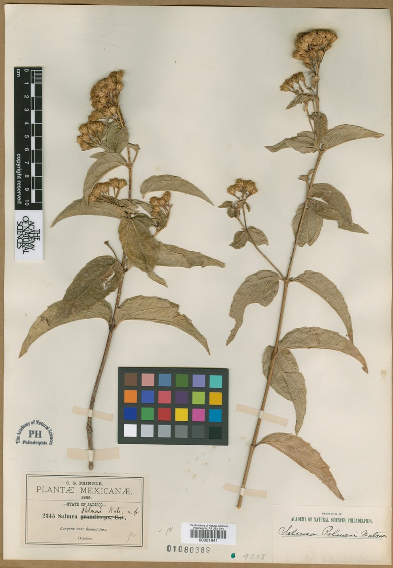 Salmea palmeri
