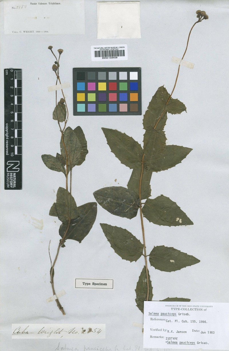 Salmea pauciceps