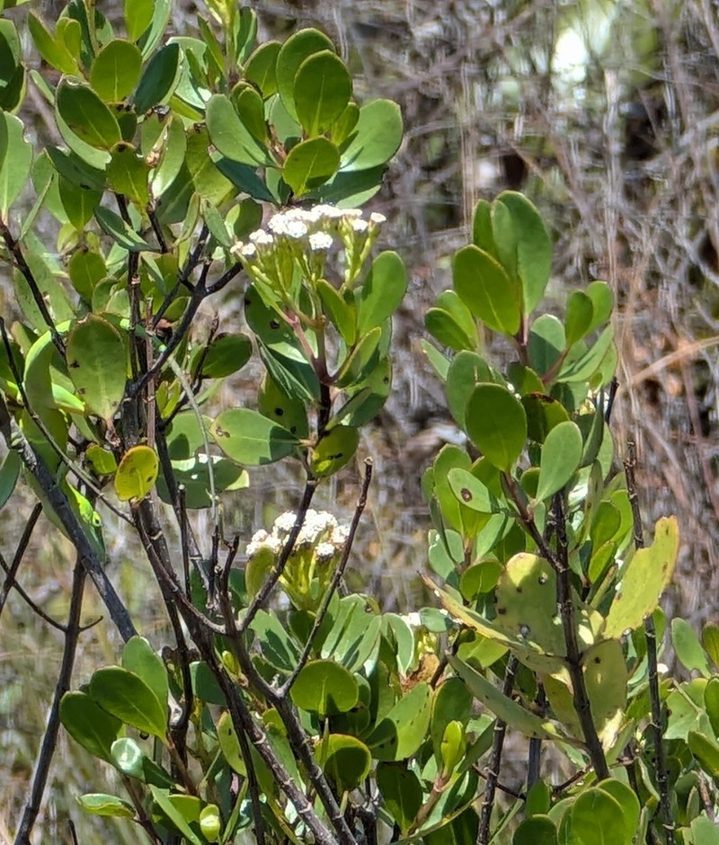 Salmea petrobioides