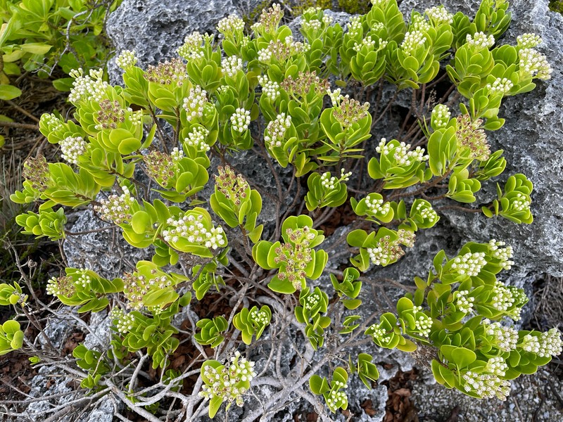 Salmea petrobioides photo 2