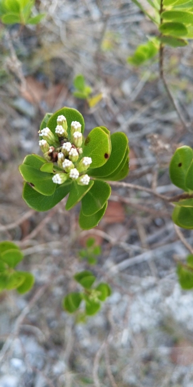 Salmea petrobioides photo 3