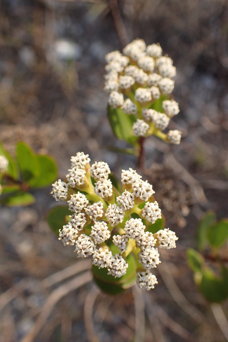 Salmea petrobioides photo 4