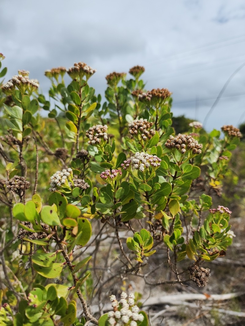 Salmea petrobioides photo 5