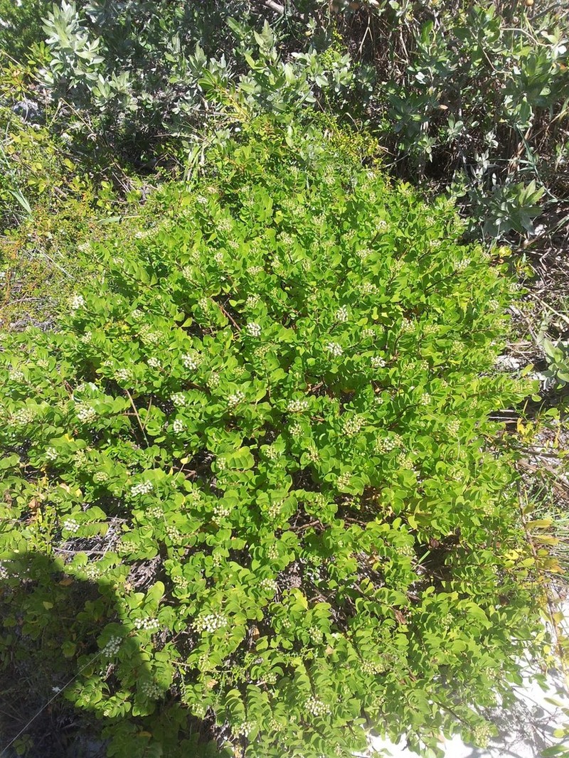 Salmea petrobioides photo 6