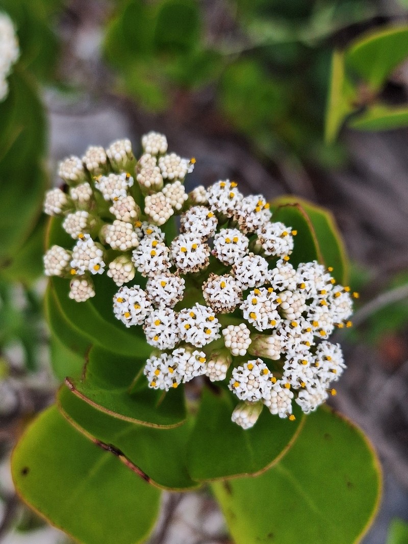 Salmea petrobioides photo 7