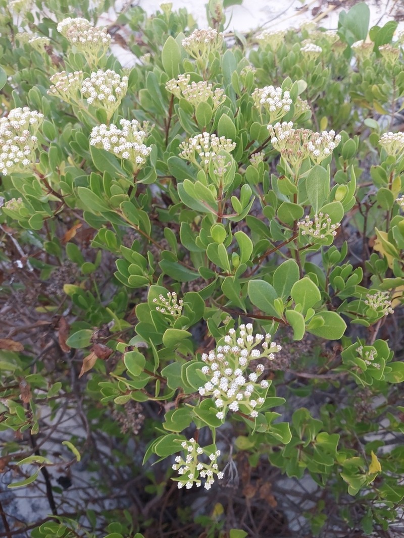 Salmea petrobioides photo 8