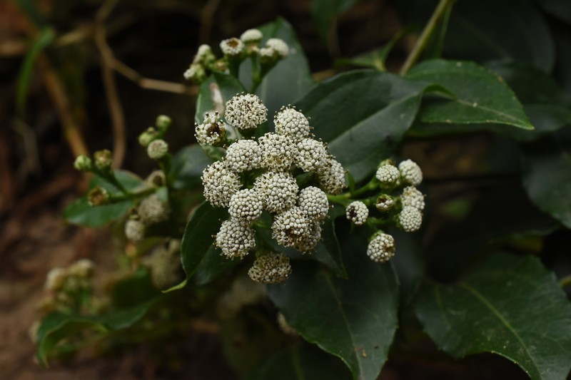 Bejuco De Miel photo 3