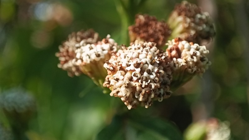 Bejuco De Miel photo 6