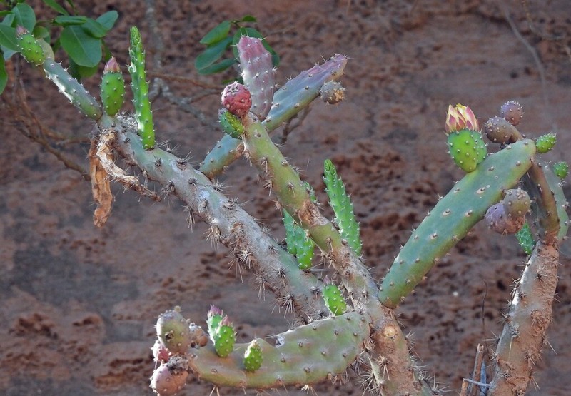 Salmonopuntia schickendantzii