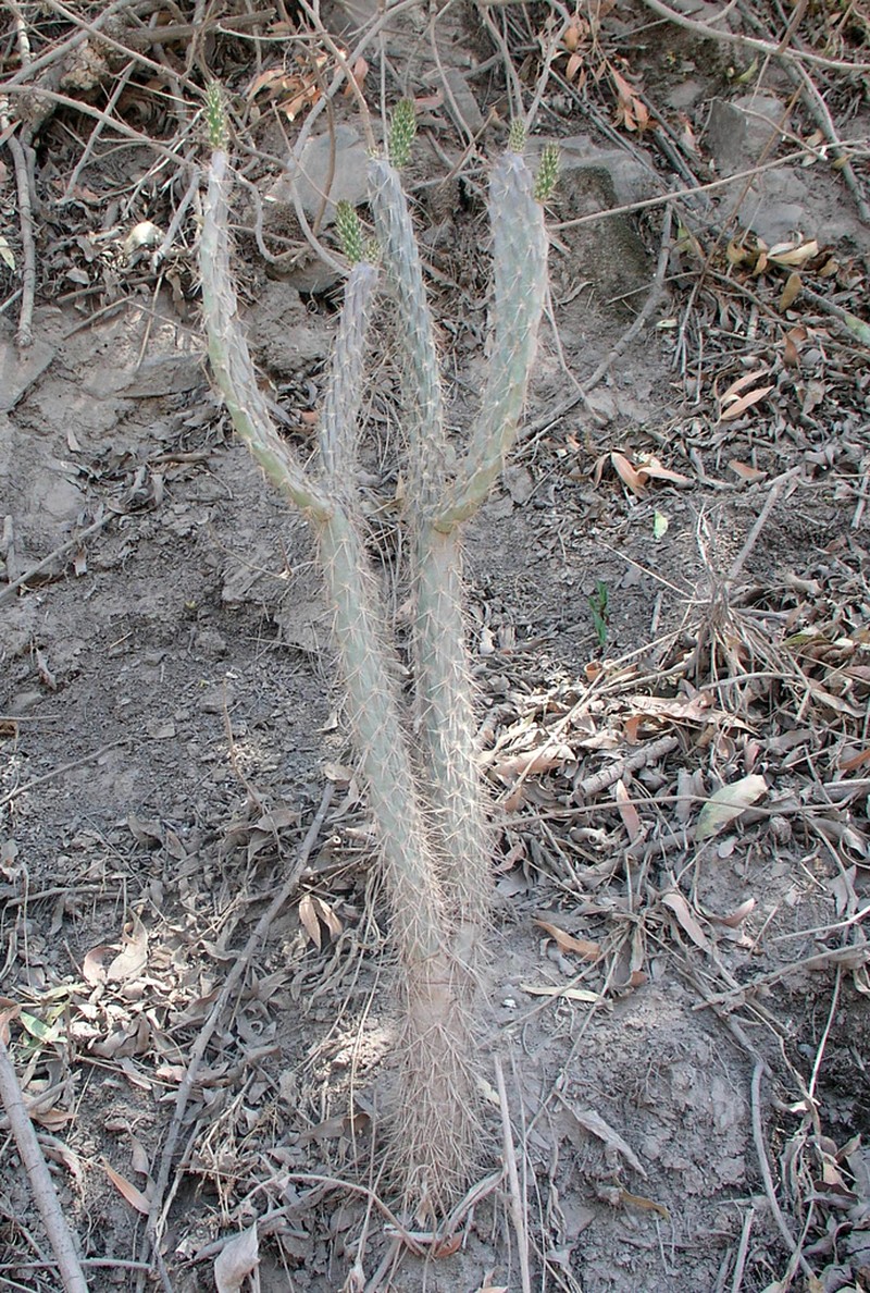 Salmonopuntia schickendantzii photo 2
