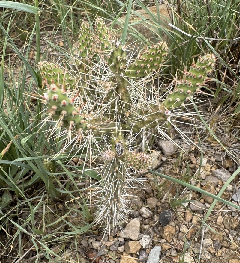 Salmonopuntia schickendantzii photo 3