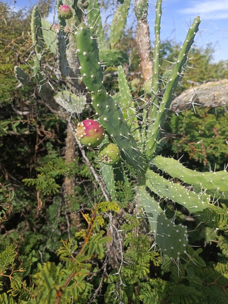 Salmonopuntia schickendantzii photo 4