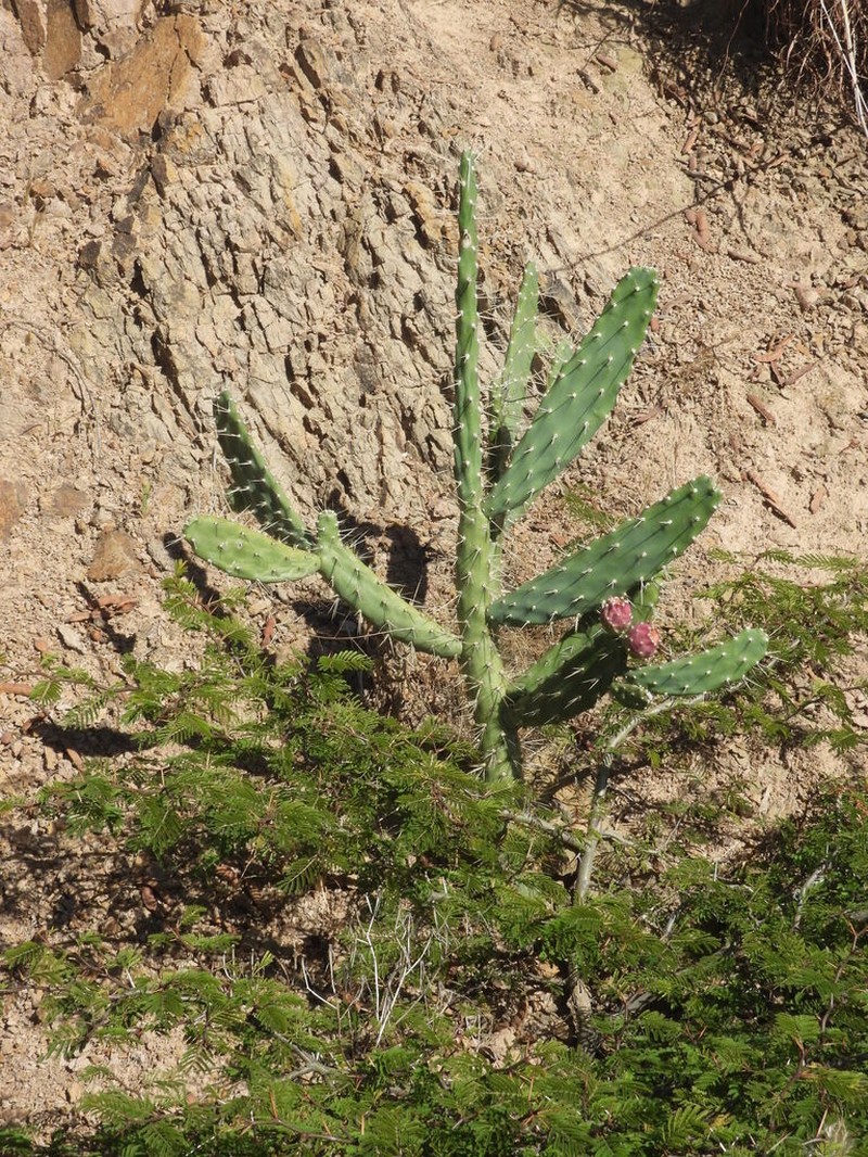 Salmonopuntia schickendantzii photo 5