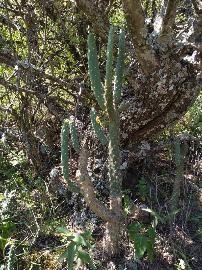 Salmonopuntia schickendantzii photo 6