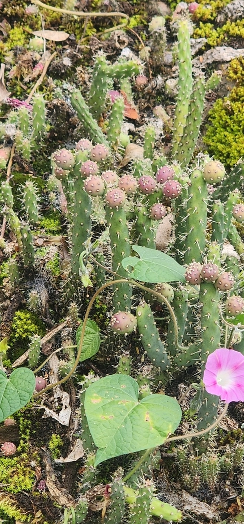 Salmonopuntia schickendantzii photo 7