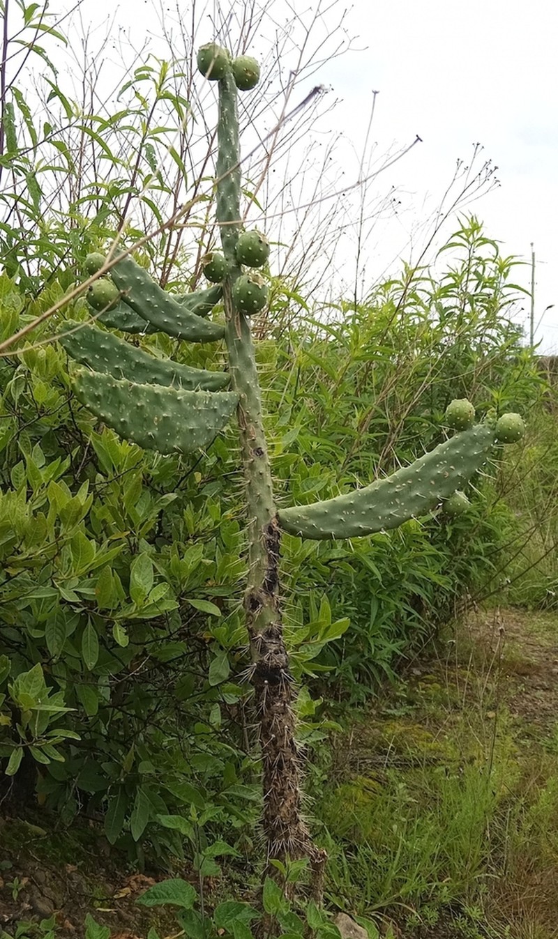 Salmonopuntia schickendantzii photo 8