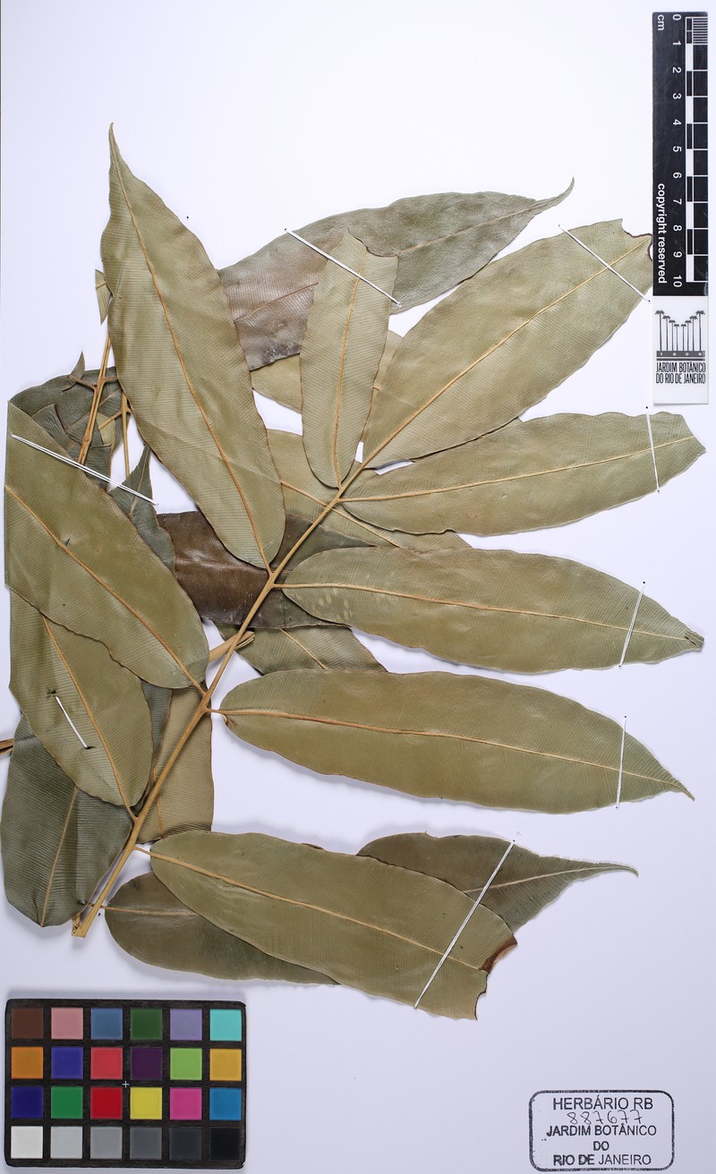 Salpichlaena hookeriana
