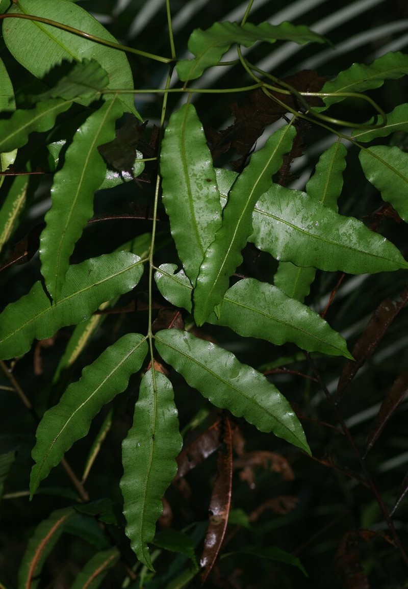Salpichlaena hybrida