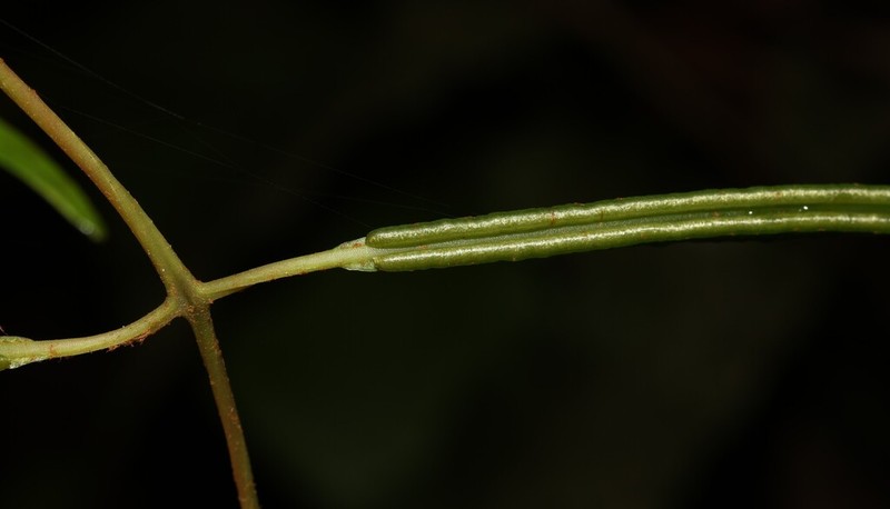Salpichlaena hybrida photo 2