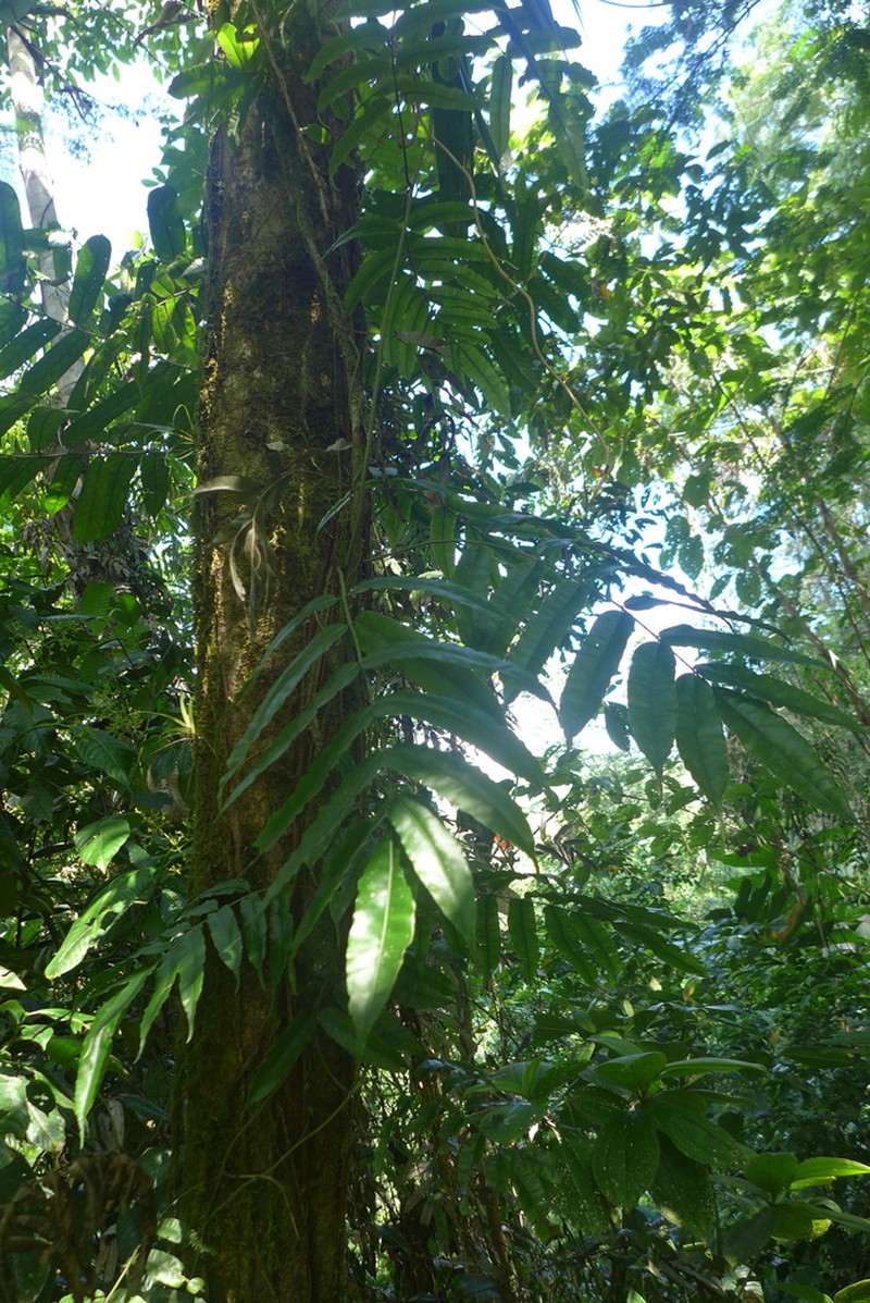 Salpichlaena papyrus