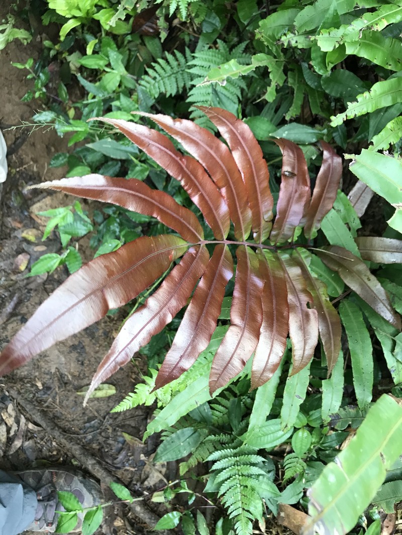 Salpichlaena volubilis