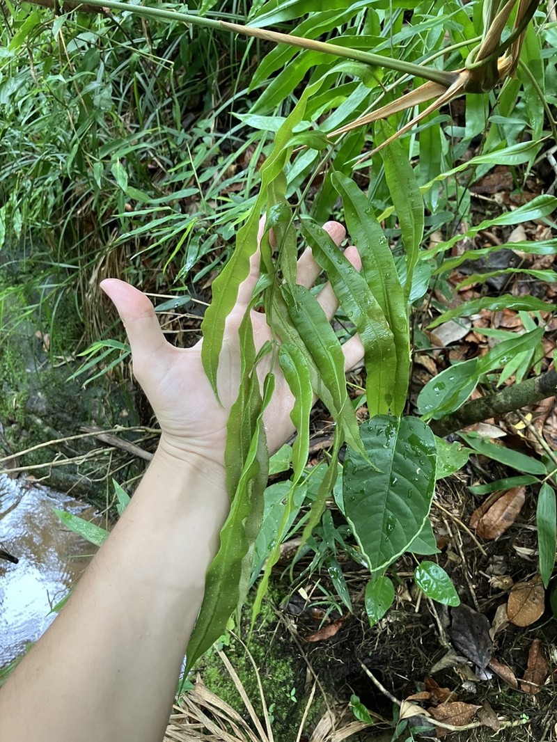 Salpichlaena volubilis photo 2