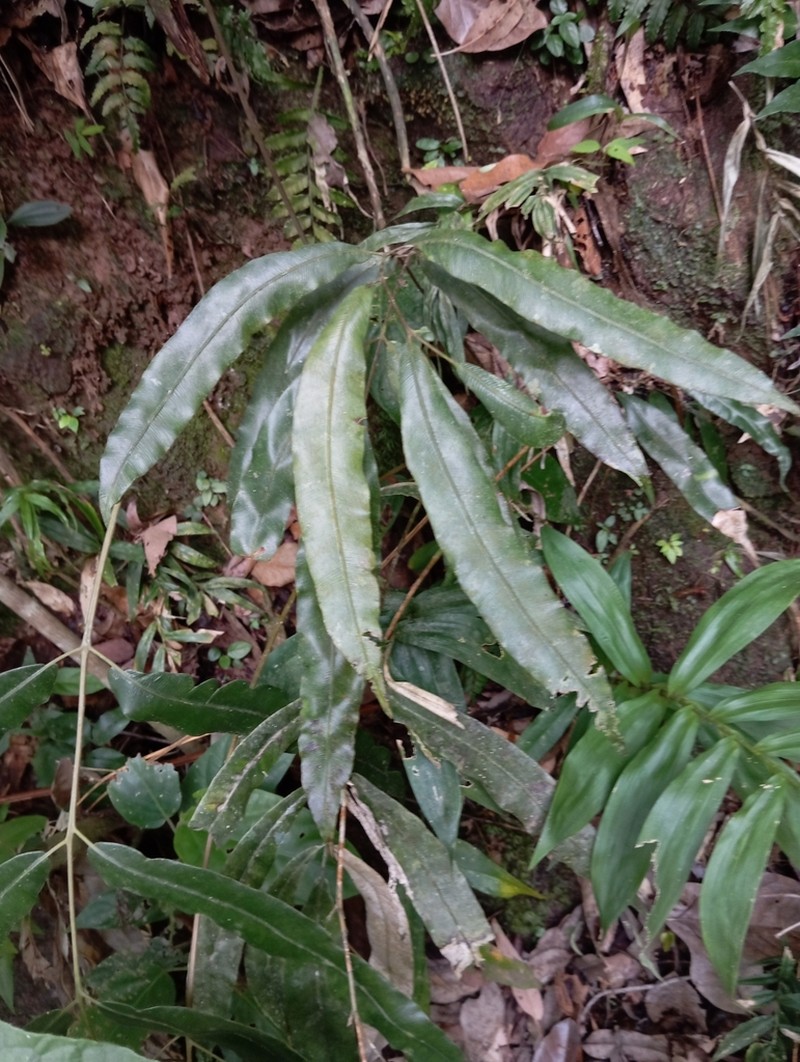 Salpichlaena volubilis photo 3