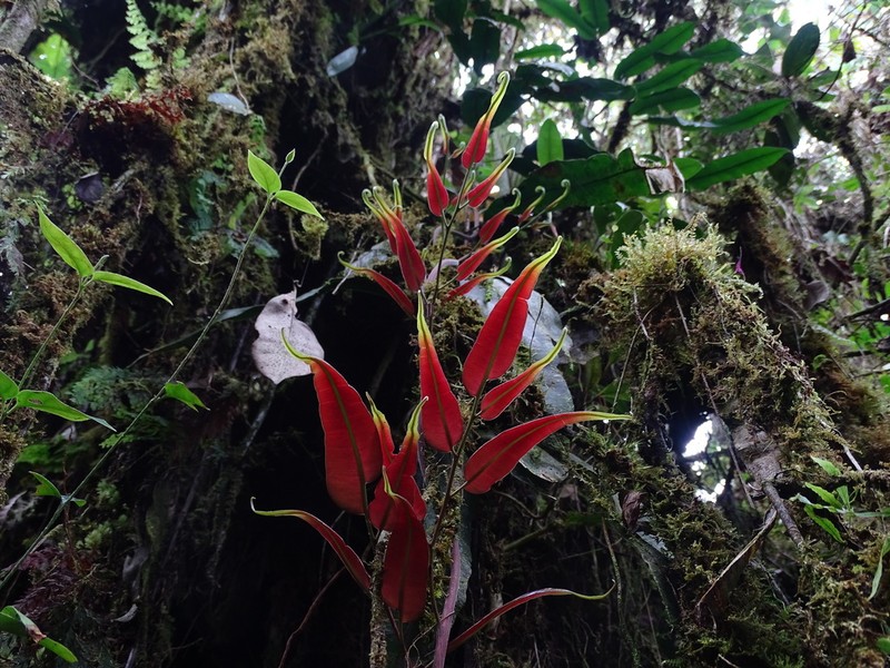 Salpichlaena volubilis photo 4