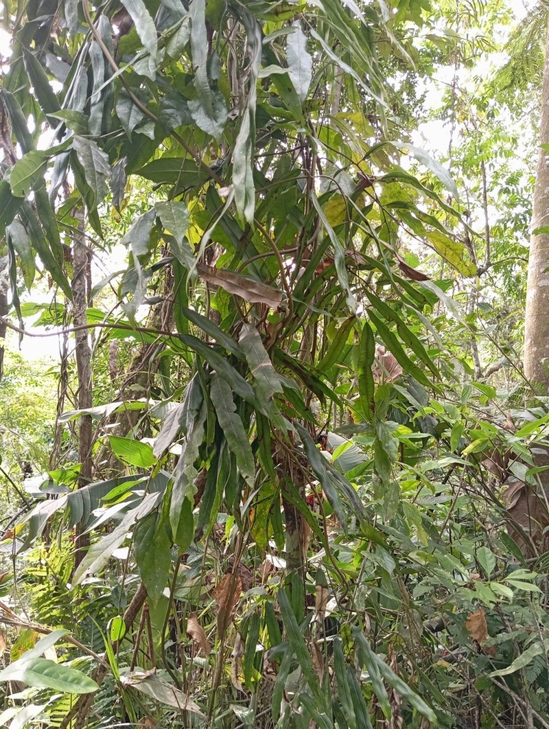 Salpichlaena volubilis photo 5
