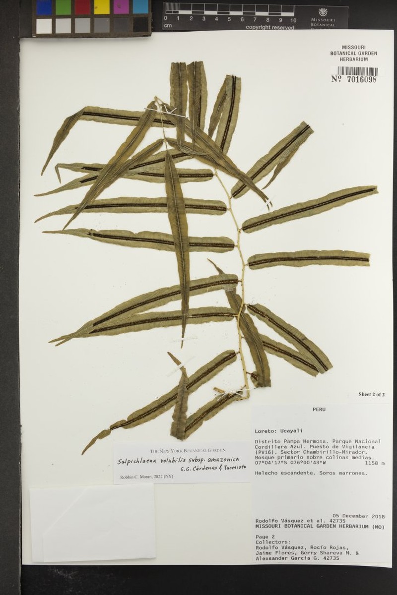 Salpichlaena volubilis subsp. amazonica