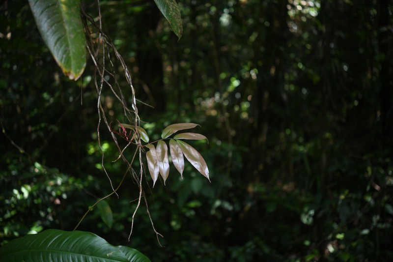 Salpichlaena volubilis subsp. crenata