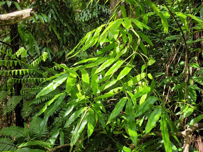 Salpichlaena volubilis subsp. crenata photo 2