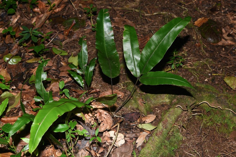 Salpichlaena volubilis subsp. crenata photo 3