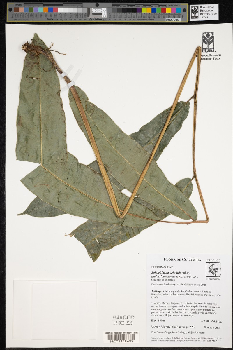 Salpichlaena volubilis subsp. thalassica
