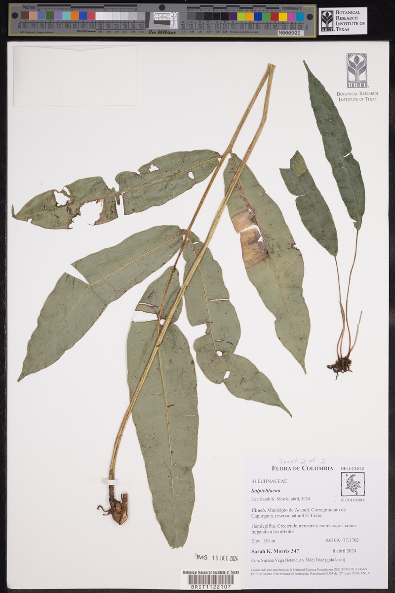 Salpichlaena volubilis subsp. thalassica photo 2