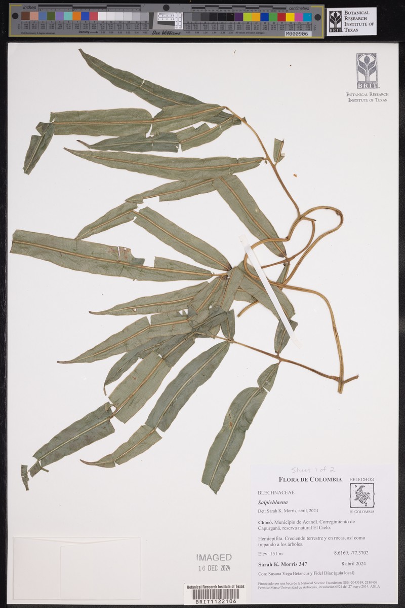 Salpichlaena volubilis subsp. thalassica photo 3